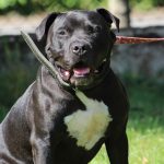 PAKO