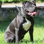PAKO