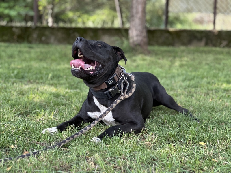 PAKO