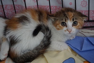 CISZA