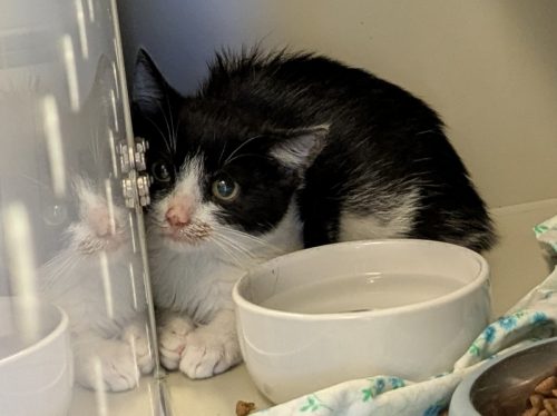ŁĄCZKA