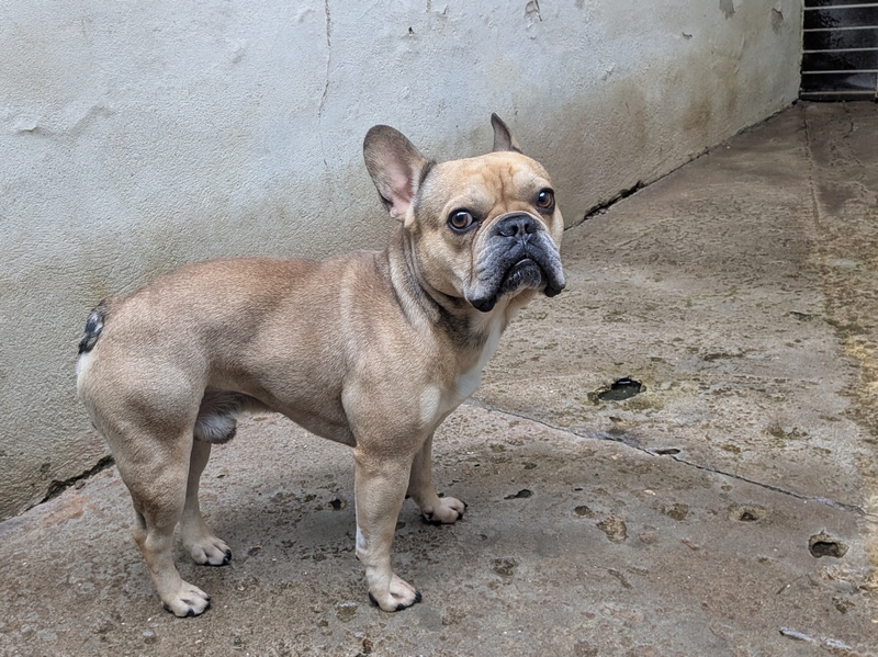 CHICO