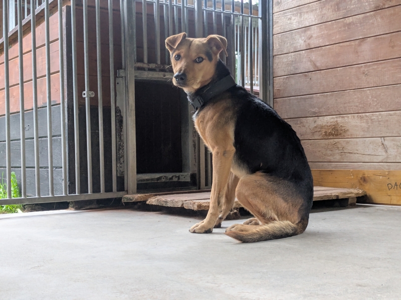 INU