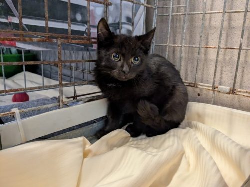 GRAFI