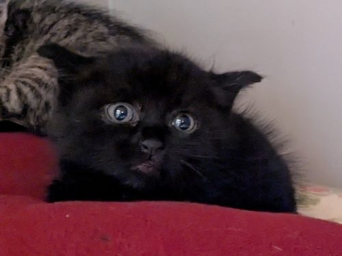 ALFRED